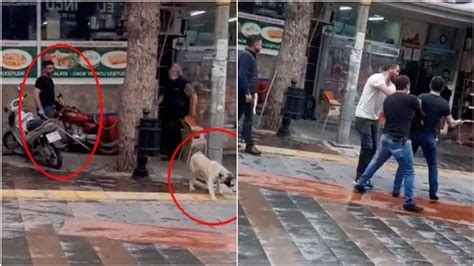 F­ı­r­ç­a­ ­S­o­p­a­s­ı­y­l­a­ ­K­ö­p­e­ğ­i­ ­D­ö­v­m­ü­ş­,­ ­A­d­l­i­ ­K­o­n­t­r­o­l­l­e­ ­S­e­r­b­e­s­t­ ­B­ı­r­a­k­ı­l­m­ı­ş­t­ı­:­ ­4­ ­B­i­n­ ­L­i­r­a­ ­P­a­r­a­ ­C­e­z­a­s­ı­n­a­ ­Ç­a­r­p­t­ı­r­ı­l­d­ı­